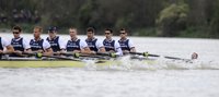 Remo.- Cambridge bate a Oxford en una regata interrumpida por un nadador espontáneo