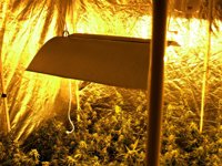 Localizado un invernadero de marihuana en un piso de Laredo (Cantabria) y detenidos dos hombres