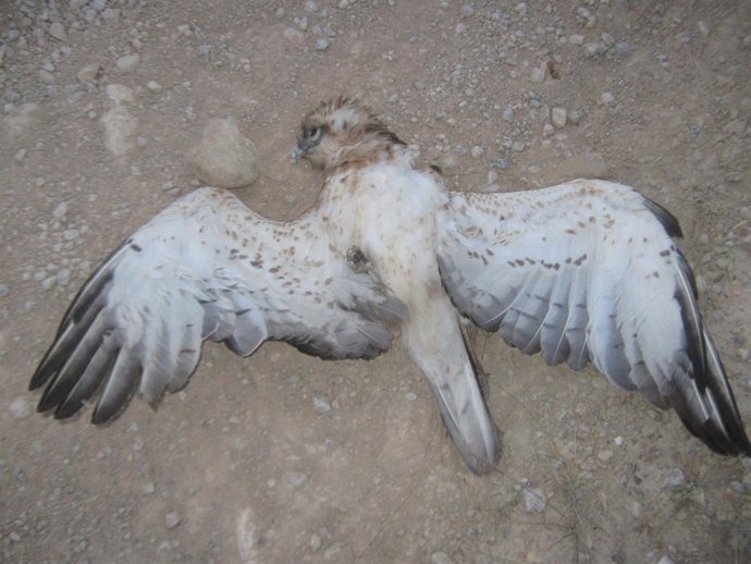 Ejemplar de águila Culebrera Electrocutada