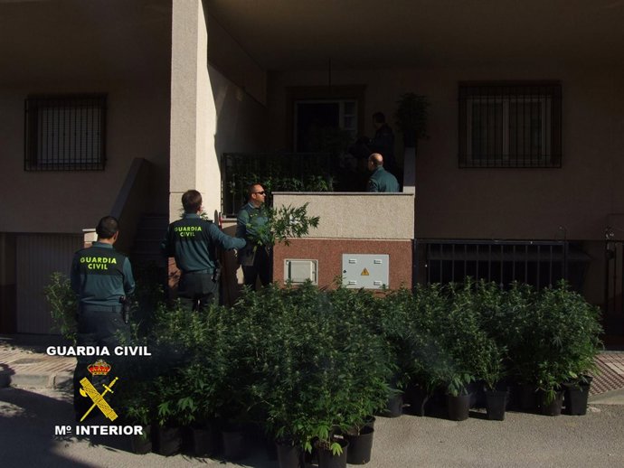 Desmantelan Siete Invernaderos Con 1.420 Plantas Incautadas