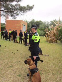 Unidad Canina De La Policía Local De Alicante