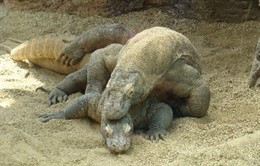 Dragones De Komodo Copulando