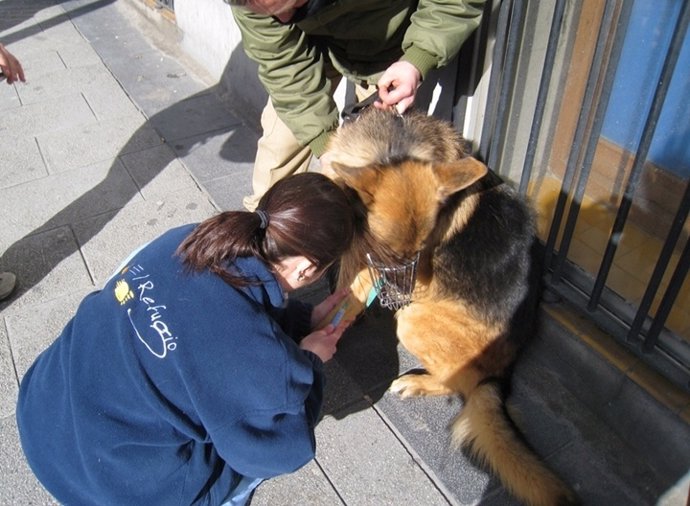 Perro Metro