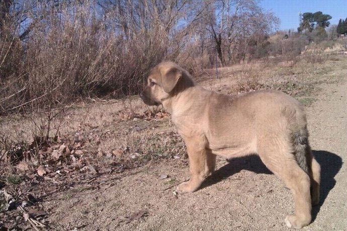 Mastín, Perro, Mascota