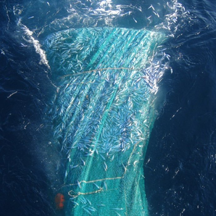 Copo De Pesca De Sardinas En Superficies