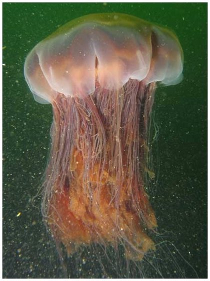 Los servicios de limpieza de Palmas de Gran Canaria retiran unos 1.250 kilos medusas en la playa de Las Canteras