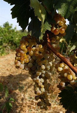 Uvas
