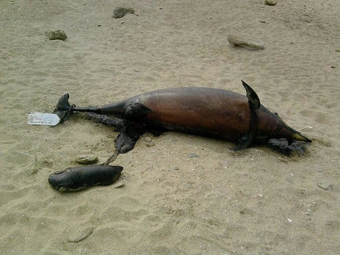 Cadáveres De Un Delfín Hembra Y Su Feto