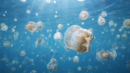 Ayuntamiento de Palmas de Gran Canaria retira otras 4 toneladas de medusas de la Playa de Las Cantera