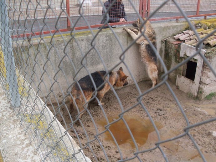 Los Dos Perros Encerrados En Una Parcela Del Polígono De Las Hervencias.