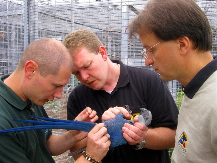 Extracción De Semen De Un Guacamayo
