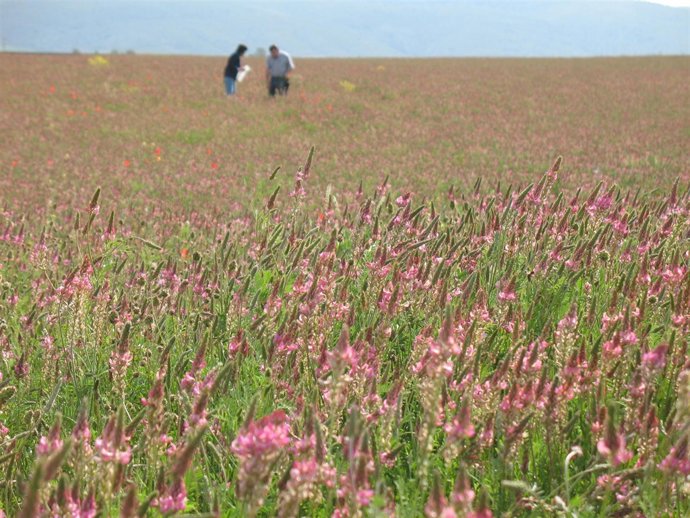 El Proyecto ¿Malas Hierbas O Diversidad Vegetal?