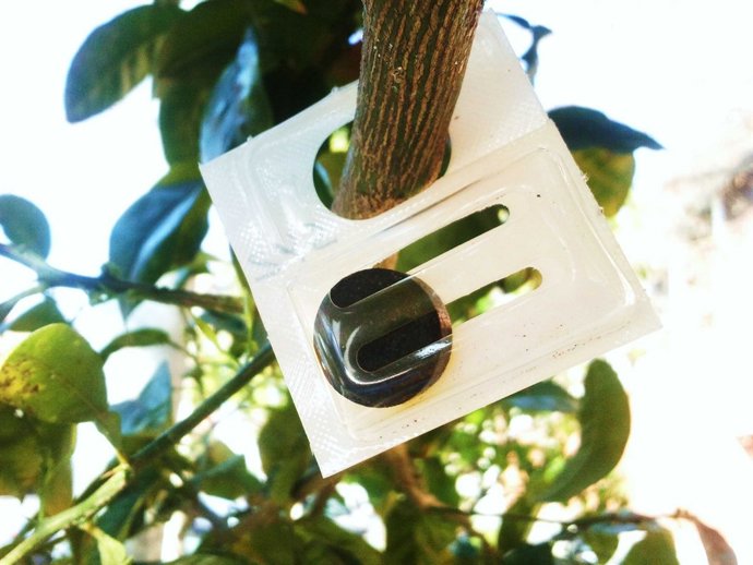 "Ejemplo De Colocación De Scalebur (R) En Árboles De Naranjo 