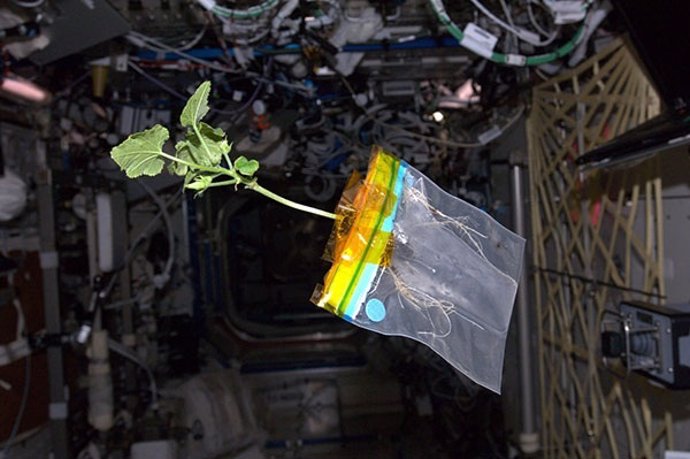 El Calabacín De La ISS
