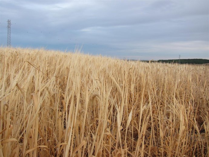 Cereales, Cultivo, Campo