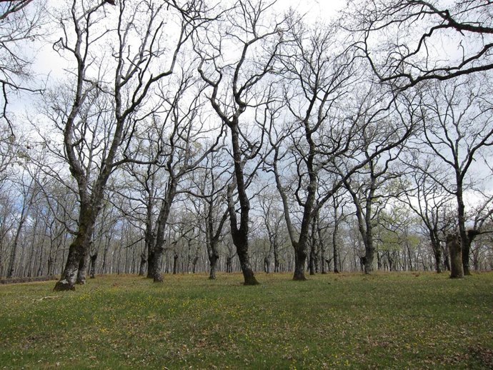 Bosque De Árboles, Robles