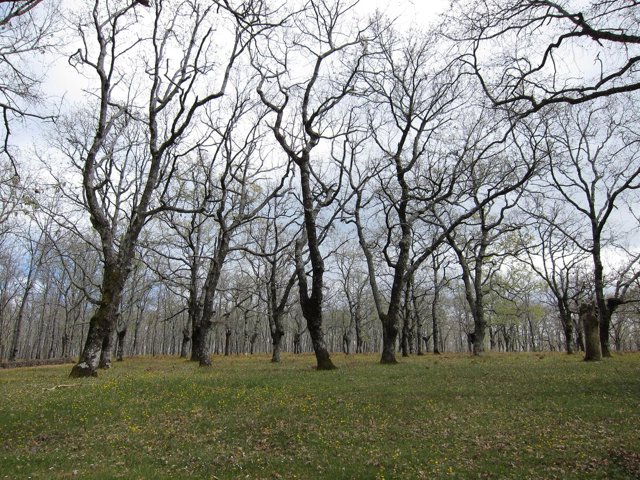 Bosque De Árboles, Robles