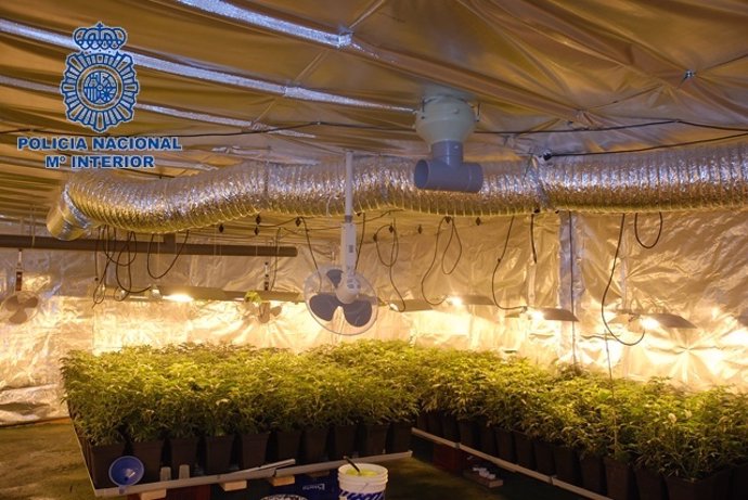 Laboratorio De Marihuana En Una Planta Baja Del Centro De Torrent