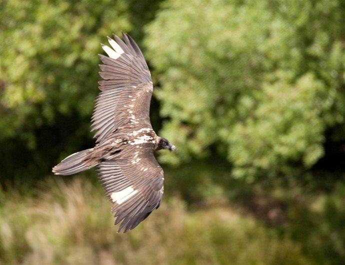 Ejemplar De Quebrantahuesos