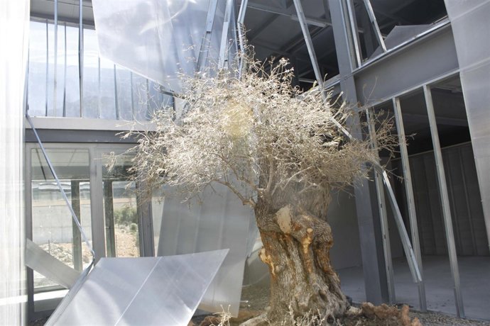 Parte De La Nave Agroalimentaria De Tablones Destrozada Por El Viento