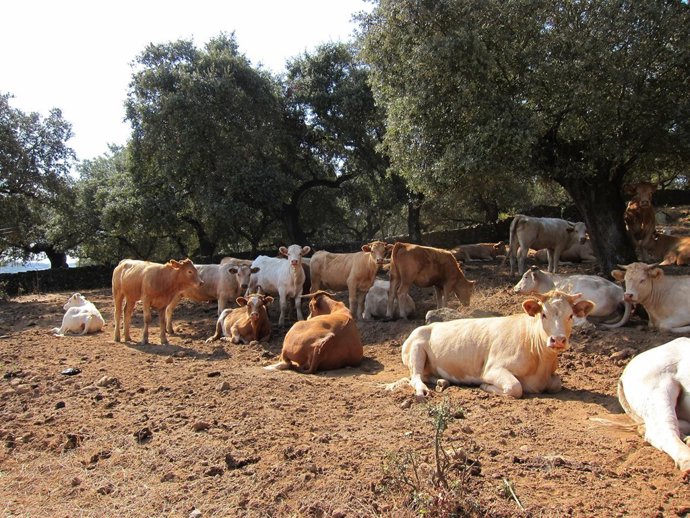 Vacas, Ganado Vacuno