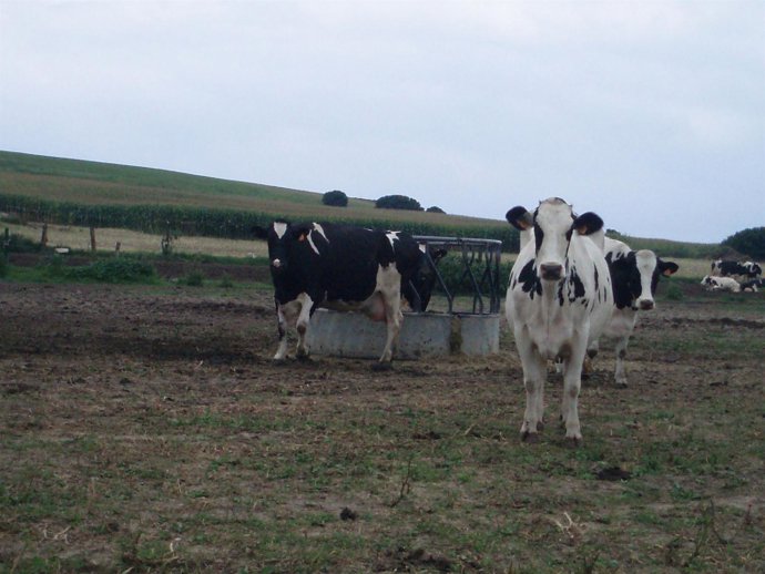 Explotación ganadera