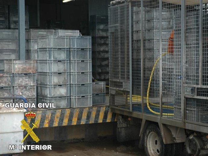 Una Parte De Los Conejos Intervenidos