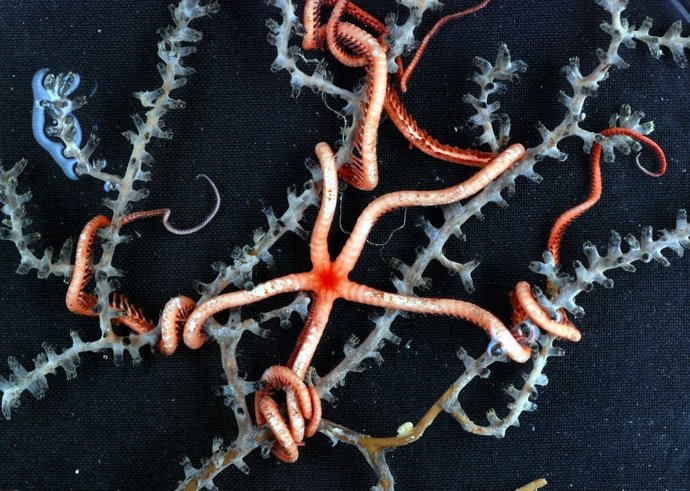 Estrella Gorgonia En La Montaña Submarina De El Cachucho