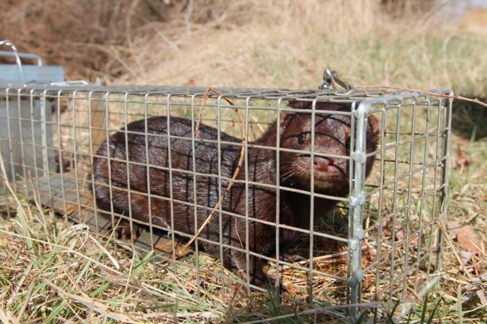 Captura De Un Visón Americano En Un Río