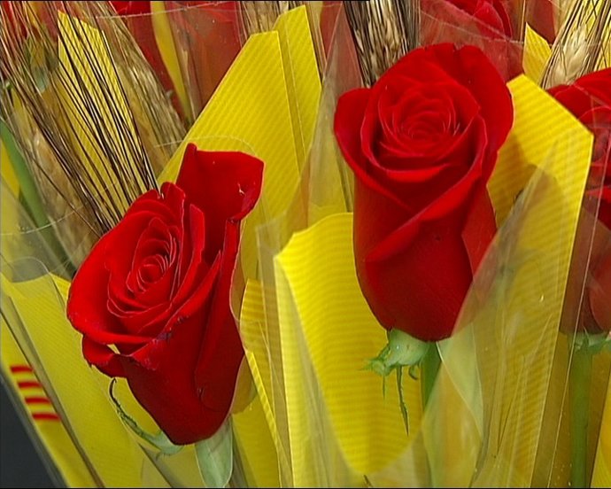 Productores de rosas se preparan para Sant Jordi