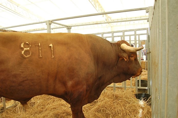 XXVI Concurso Morfológico De Ganado Vacuno Selecto De La Feria De Vejer