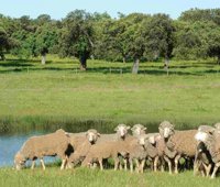 La UCLM adjudica un único lote de ovejas de la cabaña de la Finca Galiana en Ciudad Real de los sacados a subasta