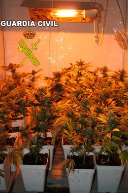 Plantas De Marihuana En Uno De Los Invernaderos De La Red Desarticulada.