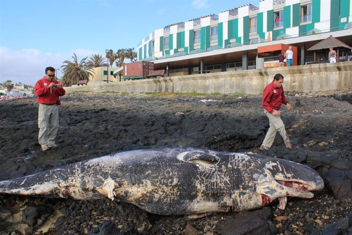 Cachalote Varado En Corralejo