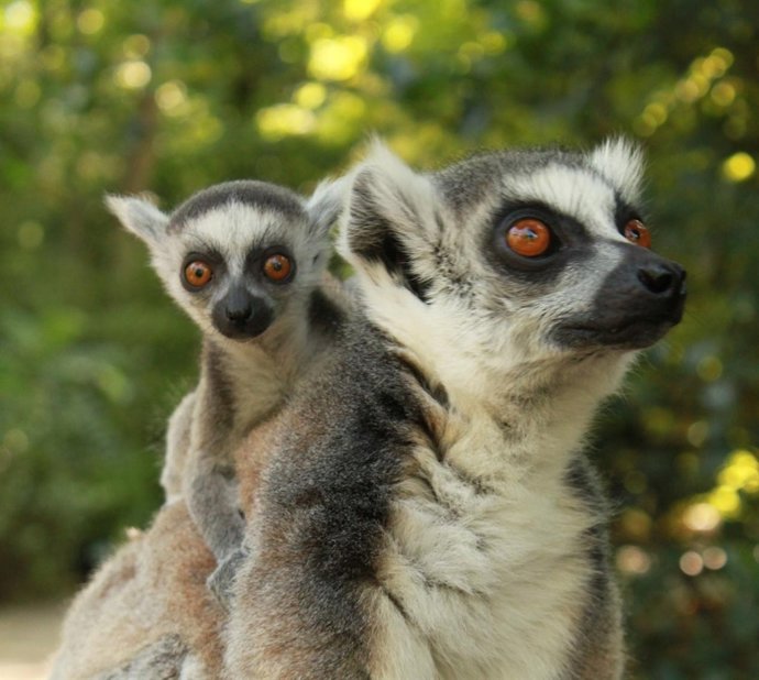 Lemur De Cola Amarilla