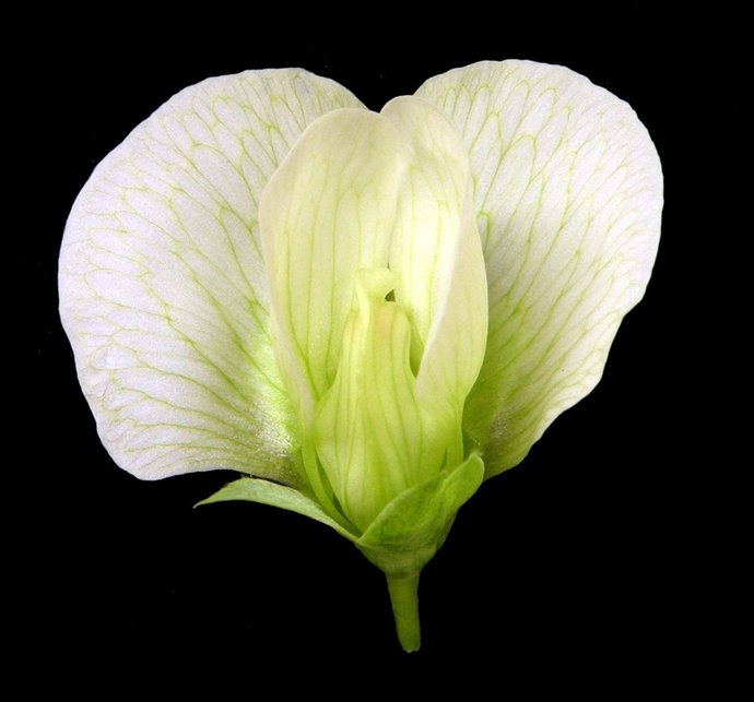 Floración Del Guisante