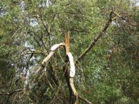 El 112 atendió unas 55 "incidencias menores" por el temporal por árboles, cableados y contenedores tirados