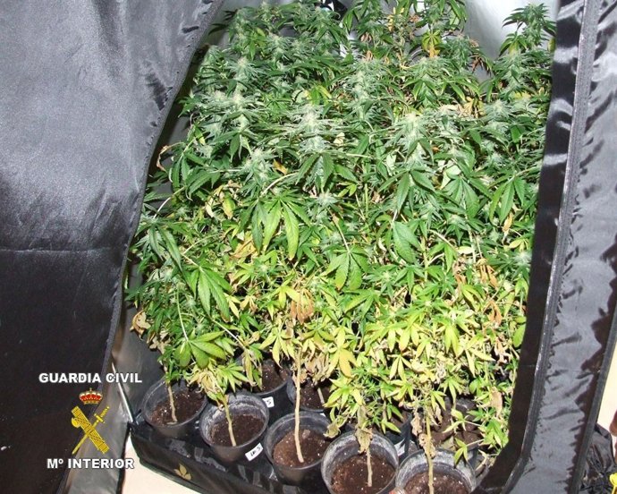 Plantas De Marihuana