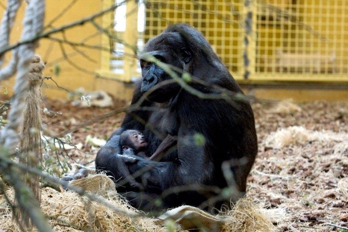 Gorila Nacido En Cabárceno