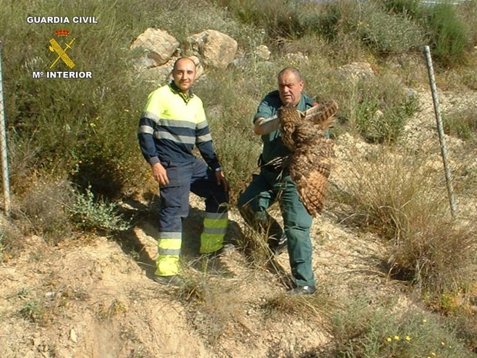 Ejemplar De Búho Real Rescatado Por El Seprona En Los Gallardos