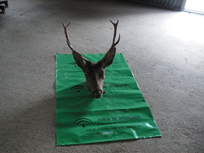 Cabeza De Ciervo Intervenida 