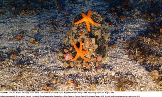 Imagen De Oceana De Las Montañas Submarinas De Baleares