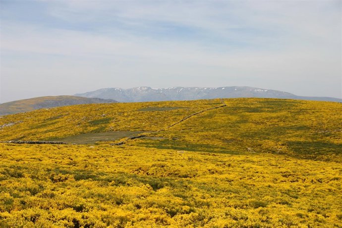 Piornos Para Primavera 2012