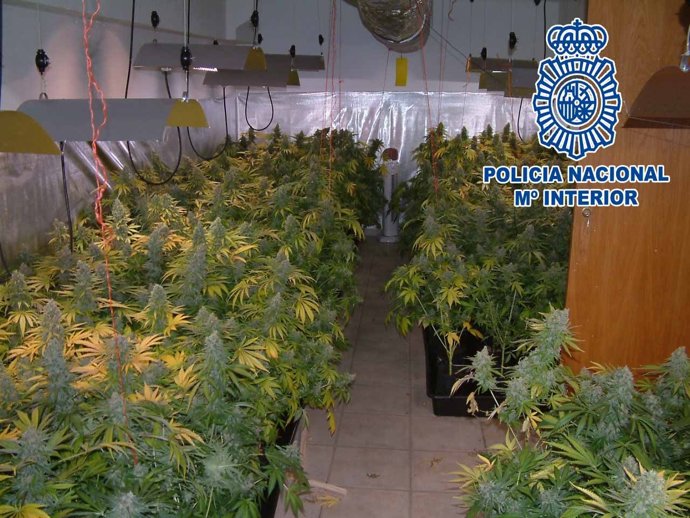 75 Kilogramos De Marihuana