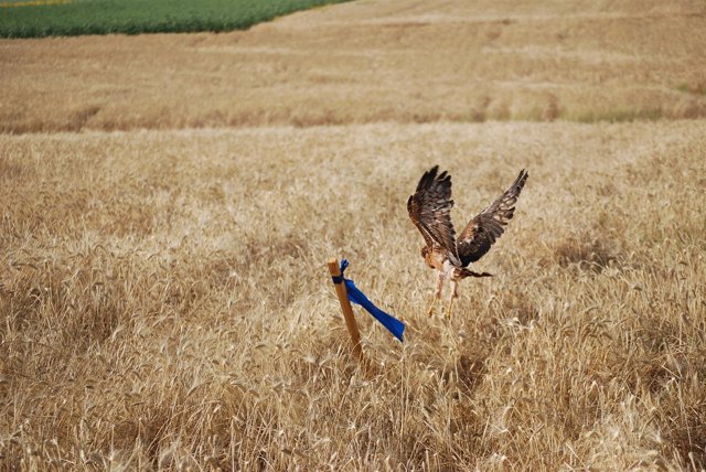 Imagen Del Aguilucho Cenizo. 