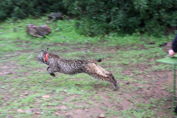 Lince liberado por Medio Ambiente en Guarrizas (Jaén)