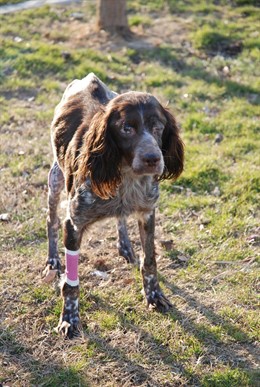 Puzzle, La Perra Ciega De El Refugio