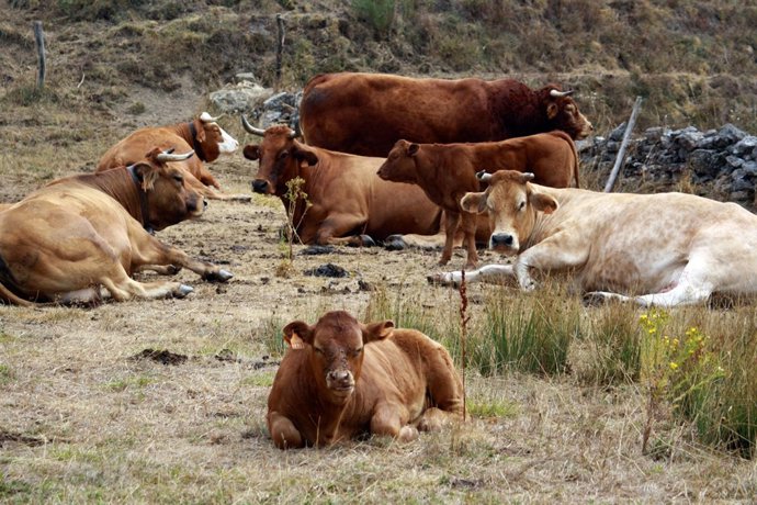 Imagen De Unas Vacas Descansando En Un Prado