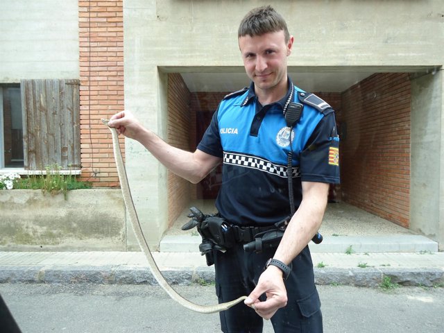 El Agente De Policía Local Y La Serpiente Capturada En Fraga (Huesca)