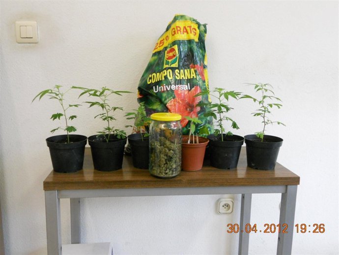 Plantas De Marihuana Incautadas A Los Detenidos